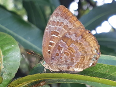 Arhopala centaurus nakula