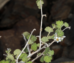 Physocarpus alternans