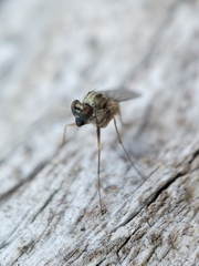 Medetera