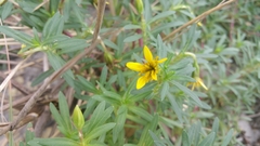 Pectis multiflosculosa