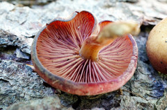 Callistosporium purpureomarginatum image