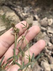 Dalea candida oligophylla