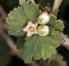 Physocarpus alternans