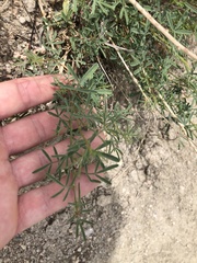 Dalea candida oligophylla