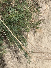 Dalea candida oligophylla