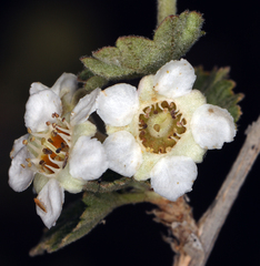Physocarpus alternans