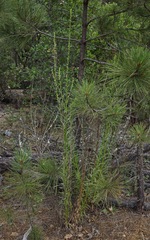 Sairocarpus virga