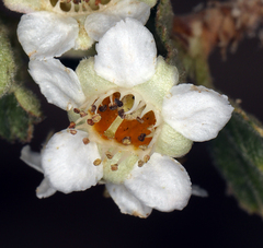 Physocarpus alternans