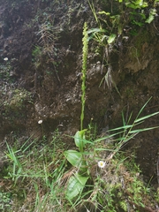 Platanthera pollostantha
