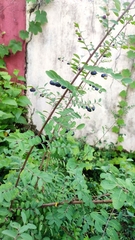 Phyllanthus reticulatus reticulatus
