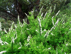 Spiraea nipponica