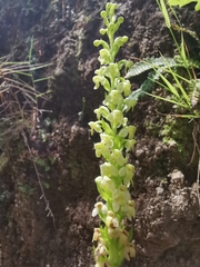 Platanthera pollostantha