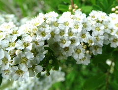 Spiraea nipponica