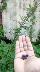 Phyllanthus reticulatus reticulatus