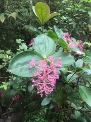 Medinilla speciosa