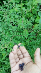 Phyllanthus reticulatus reticulatus