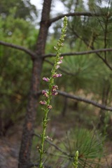 Sairocarpus virga