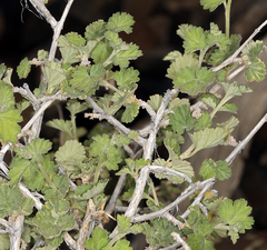 Physocarpus alternans