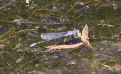 Enallagma semicirculare