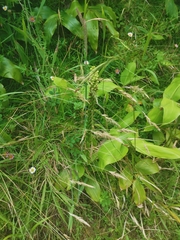 Platanthera pollostantha