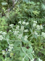 Eupatorium pubescens
