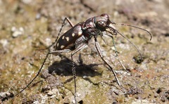 Cicindela sedecimpunctata