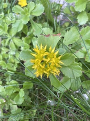 Phedimus kamtschaticus