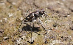 Cicindela sedecimpunctata