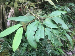 Goniothalamus roseus