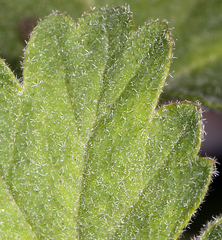 Physocarpus alternans