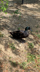 Anas platyrhynchos domesticus