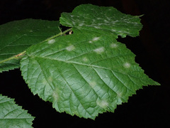 Erysiphe corylacearum