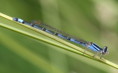 Enallagma semicirculare