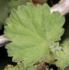 Physocarpus alternans