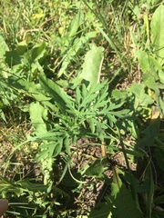 Ambrosia artemisiifolia