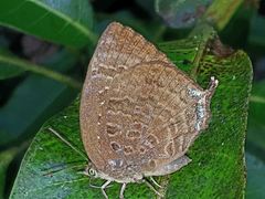 Arhopala centaurus nakula