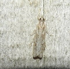 Scoparia indistinctalis