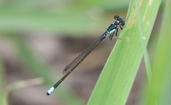 Ischnura cervula