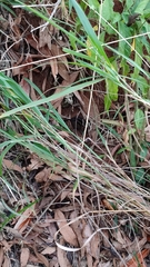 Monodelphis americana