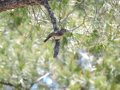 Vireo huttoni cognatus