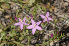 Centaurium quadrifolium barrelieri