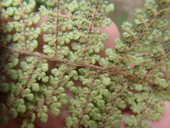 Myriopteris lendigera