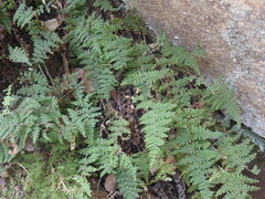 Myriopteris lendigera