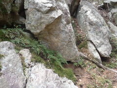 Myriopteris lendigera