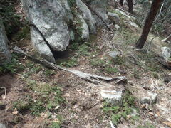 Myriopteris lendigera