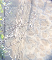 Phaeoptila sordida