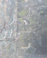 Phaeoptila sordida