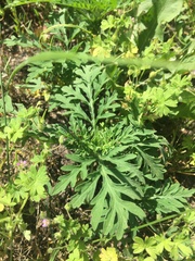 Ambrosia artemisiifolia