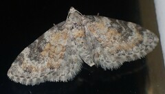 Eupithecia anticaria