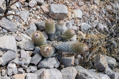 Coryphantha durangensis durangensis